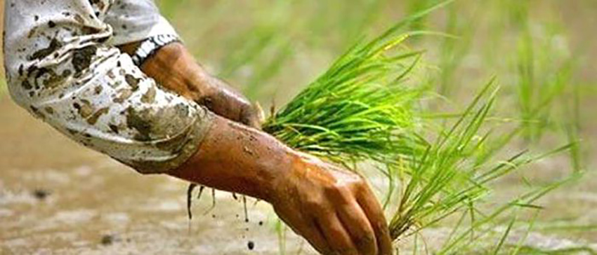 पूर्वी नेपालमा घट्दो वर्षा : रोपाइँमा ८ प्रतिशतको गिरावट