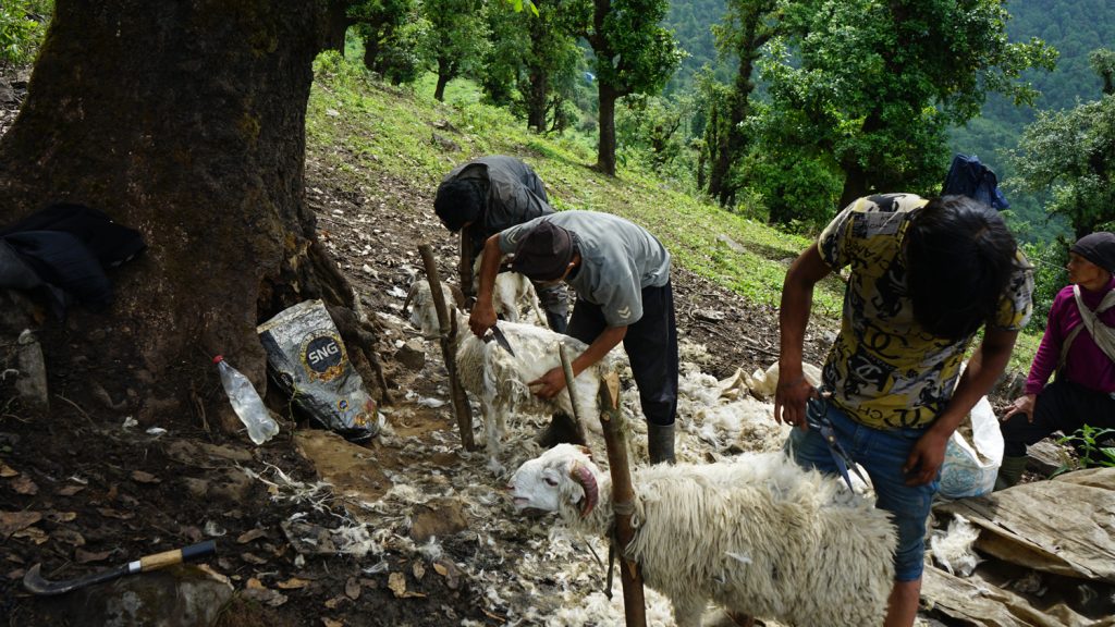ऊनको उपयोग घटेपछि म्याग्दीमा मौलिक सीप र संस्कृति संकटमा