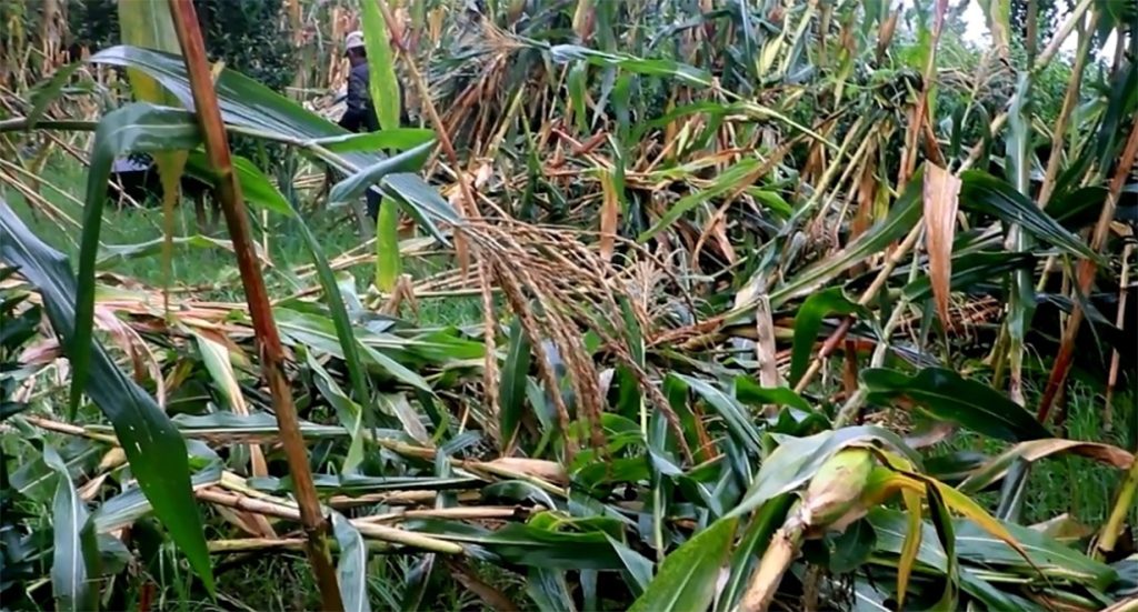 भोजपुरमा हावाहुरीले मकैबाली सखाप, किसान गहिरो चिन्तामा